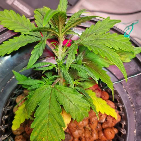 Gorilla Zkittlez Auto growlog timeline photo