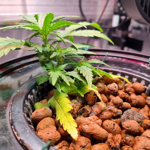 Gorilla Zkittlez Auto growlog timeline photo