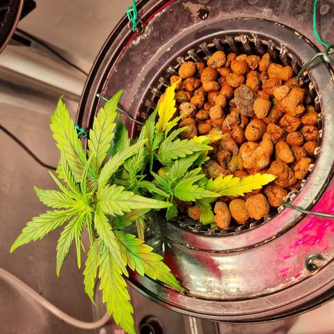 Gorilla Zkittlez Auto growlog timeline photo