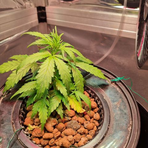 Gorilla Zkittlez Auto growlog timeline photo