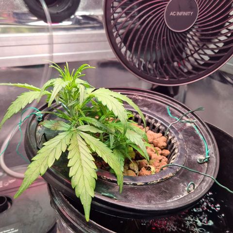 Gorilla Zkittlez Auto growlog timeline photo