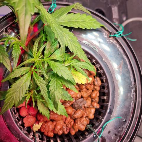 Gorilla Zkittlez Auto growlog timeline photo