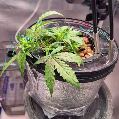 Gorilla Zkittlez Auto growlog timeline photo