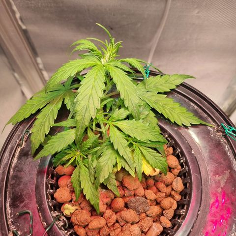 Gorilla Zkittlez Auto growlog timeline photo