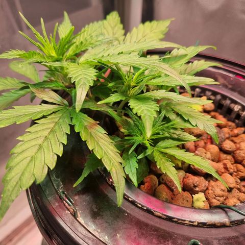 Gorilla Zkittlez Auto growlog timeline photo