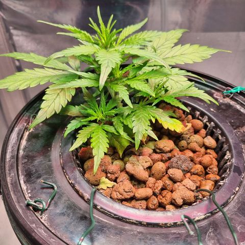 Gorilla Zkittlez Auto growlog timeline photo