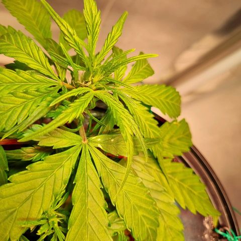 Gorilla Zkittlez Auto growlog timeline photo