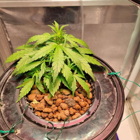 Gorilla Zkittlez Auto growlog timeline photo