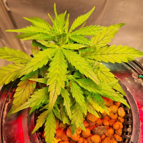 Gorilla Zkittlez Auto growlog timeline photo