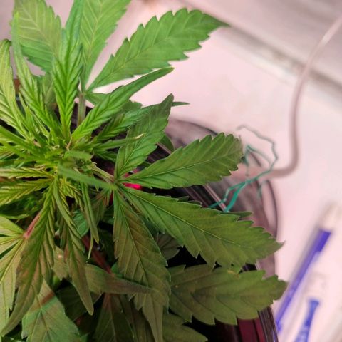 Gorilla Zkittlez Auto growlog timeline photo