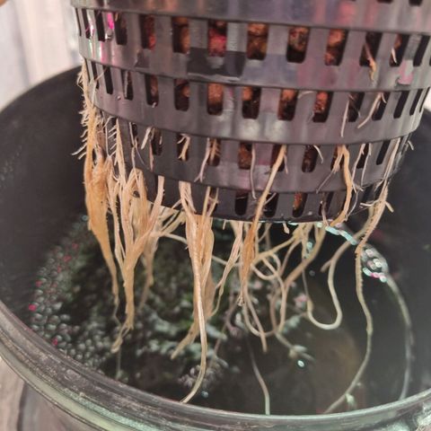 Gorilla Zkittlez Auto growlog timeline photo