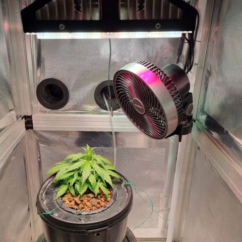 Gorilla Zkittlez Auto growlog photo: Looks better today. Not changing anything, 