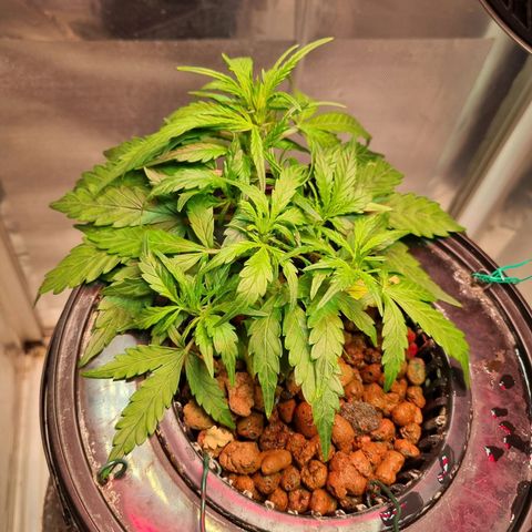 Gorilla Zkittlez Auto growlog timeline photo
