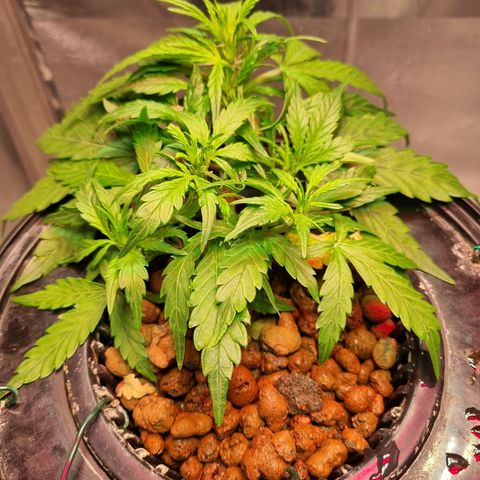 Gorilla Zkittlez Auto growlog timeline photo