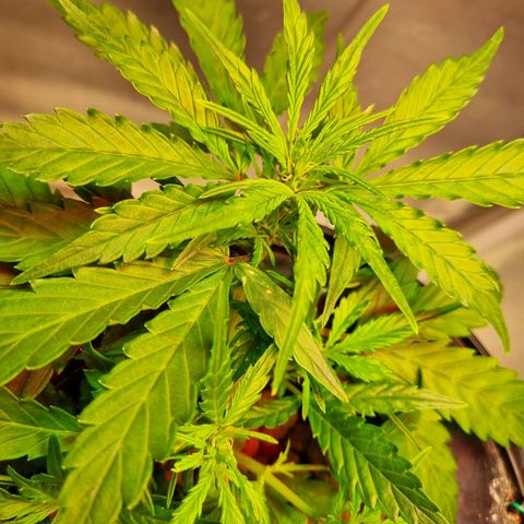 Gorilla Zkittlez Auto growlog timeline photo