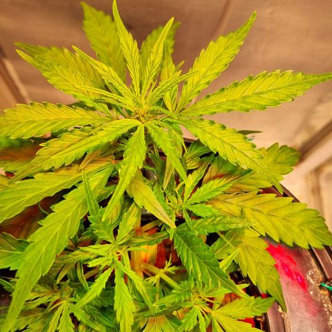 Gorilla Zkittlez Auto growlog timeline photo