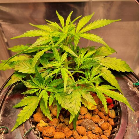 Gorilla Zkittlez Auto growlog timeline photo