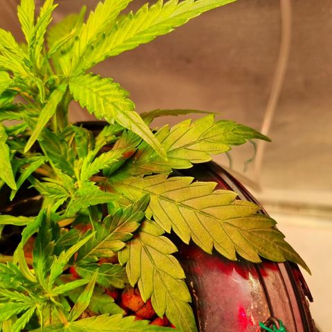 Gorilla Zkittlez Auto growlog timeline photo