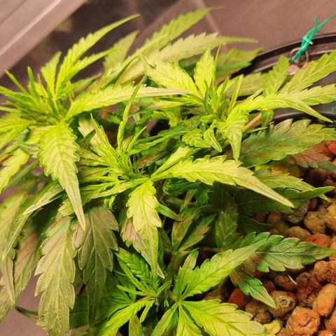 Gorilla Zkittlez Auto growlog timeline photo