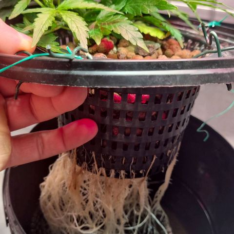 Gorilla Zkittlez Auto growlog timeline photo