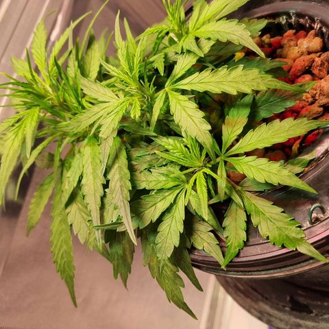 Gorilla Zkittlez Auto growlog timeline photo