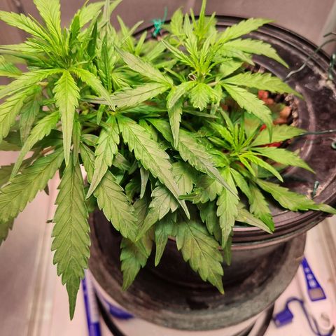 Gorilla Zkittlez Auto growlog timeline photo