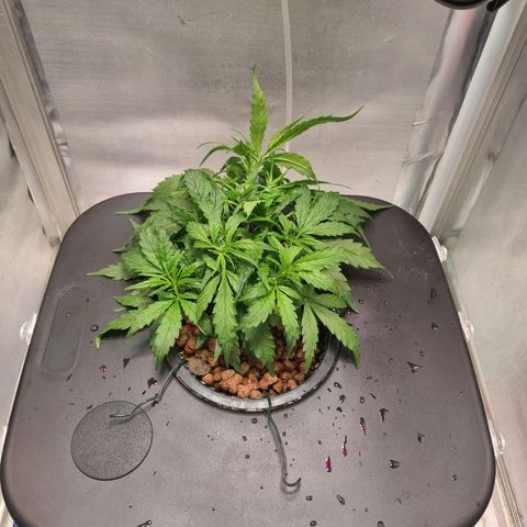 Gorilla Zkittlez Auto growlog timeline photo