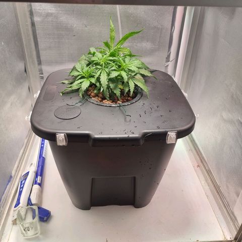 Gorilla Zkittlez Auto growlog timeline photo