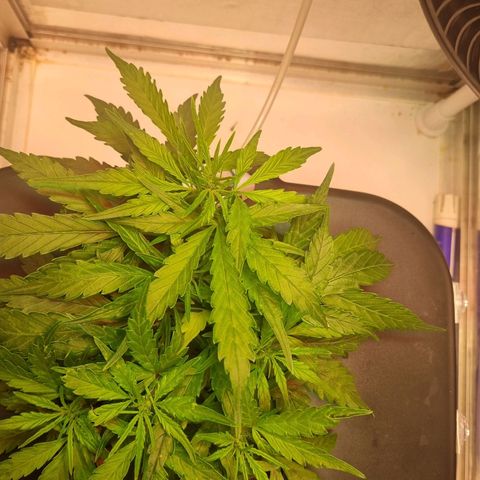 Gorilla Zkittlez Auto growlog timeline photo