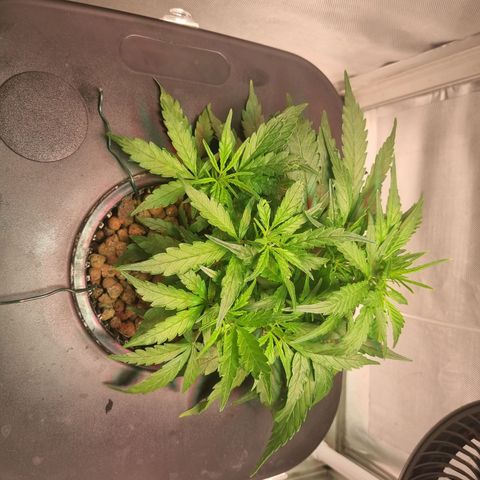 Gorilla Zkittlez Auto growlog timeline photo