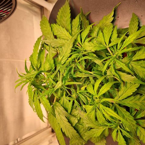 Gorilla Zkittlez Auto growlog timeline photo