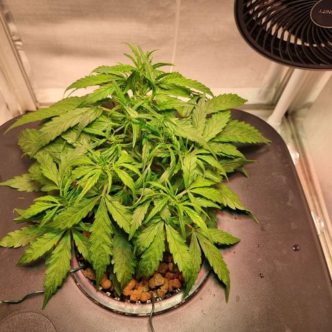 Gorilla Zkittlez Auto growlog timeline photo