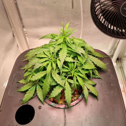 Gorilla Zkittlez Auto growlog photo: Topped up water increased food 