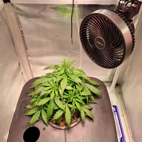Gorilla Zkittlez Auto growlog photo: Topped up water increased food 