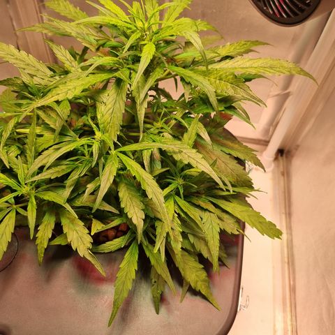 Gorilla Zkittlez Auto growlog timeline photo