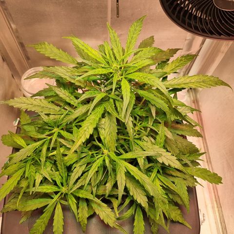 Gorilla Zkittlez Auto growlog timeline photo
