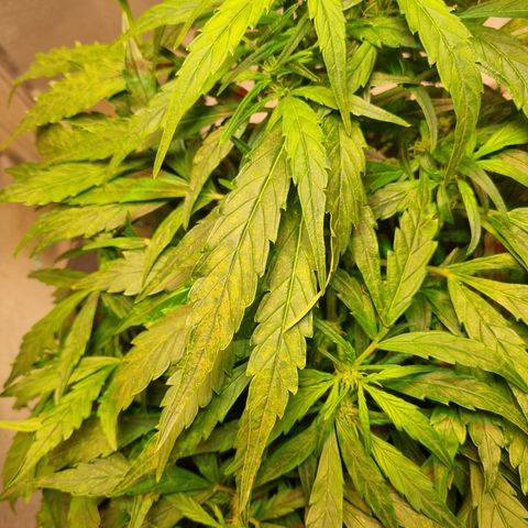 Gorilla Zkittlez Auto growlog timeline photo