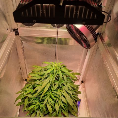Gorilla Zkittlez Auto growlog timeline photo