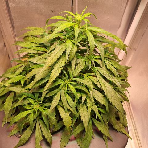 Gorilla Zkittlez Auto growlog timeline photo