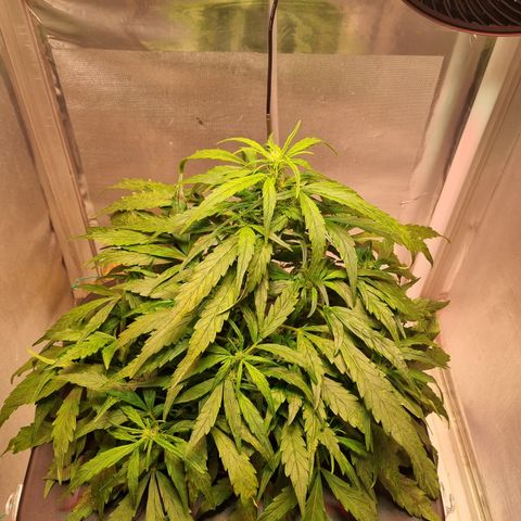 Gorilla Zkittlez Auto growlog timeline photo