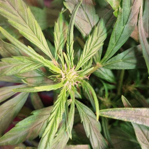 Gorilla Zkittlez Auto growlog timeline photo