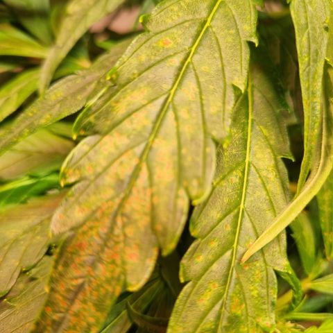 Gorilla Zkittlez Auto growlog timeline photo