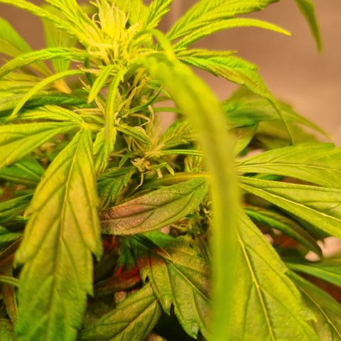 Gorilla Zkittlez Auto growlog timeline photo