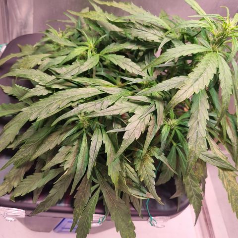 Gorilla Zkittlez Auto growlog timeline photo