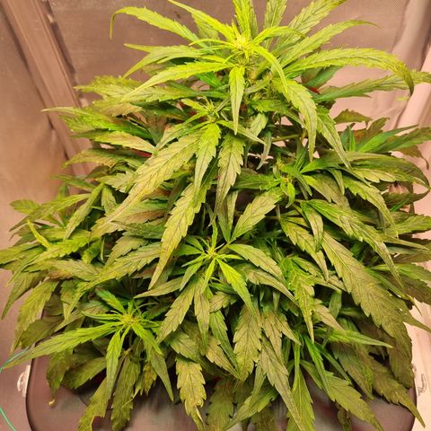 Gorilla Zkittlez Auto growlog timeline photo