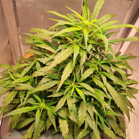 Gorilla Zkittlez Auto growlog timeline photo