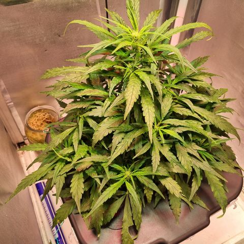 Gorilla Zkittlez Auto growlog timeline photo