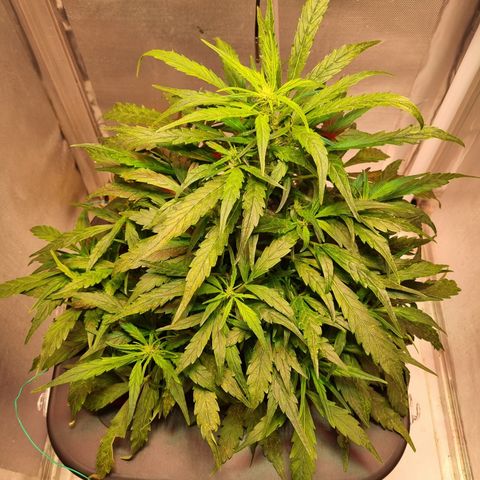 Gorilla Zkittlez Auto growlog timeline photo