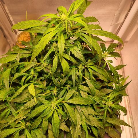 Gorilla Zkittlez Auto growlog timeline photo