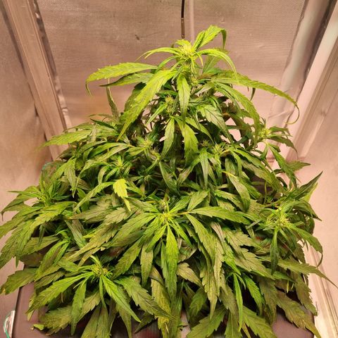 Gorilla Zkittlez Auto growlog timeline photo